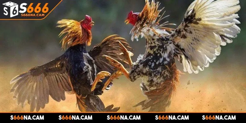 Game đá gà S666 với nhiều đặc điểm nổi bật